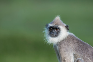 Obraz premium Grey Faced Langur Monkey in Sri Lanka