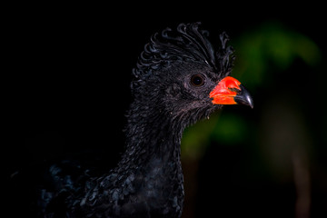 Red billed Curassow in forest area photographed in Linhares, Espirito Santo.