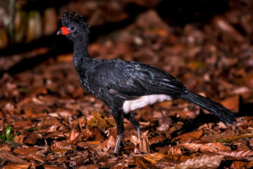 Red billed Curassow in forest area photographed in Linhares, Espirito Santo.