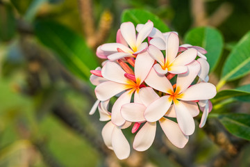 plumeria flower