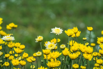  chrysanthemum flower