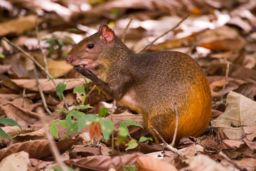 Common Agouti photographed at Cupido & Refugio Farm, in Linhares, Espirito Santo, Southeast of Brazil. Atlantic Forest Biome. Picture made in 2013.