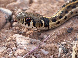 Snakes Ready to Eat Fire Ants