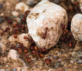Snakes Ready to Eat Fire Ants