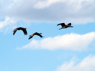 Sandhill Cranes at Whitewater Draw