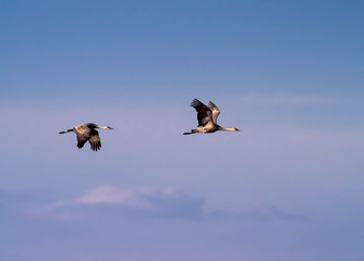 Sandhill Cranes at Whitewater Draw