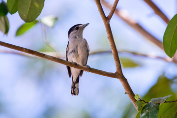 Black capped Becard photographed at Cupido & Refugio Farm, in Linhares, Espirito Santo, Southeast of Brazil. Atlantic Forest Biome. Picture made in 2013.