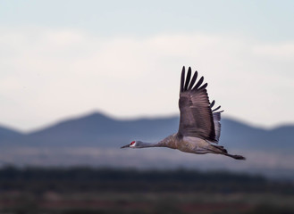 Sandhill Cranes at Whitewater Draw