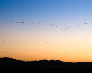 Sandhill Cranes at Whitewater Draw