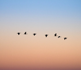 Sandhill Cranes at Whitewater Draw