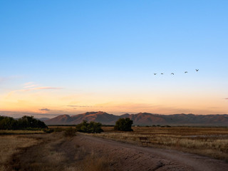 Naklejka premium Sandhill Cranes at Whitewater Draw