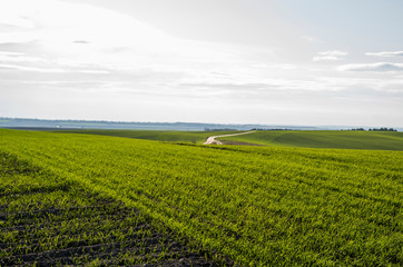 Naklejka premium Field of young wheat seedlings growing in autumn. Young green wheat growing in soil. Agricultural proces. Close up on sprouting rye agriculture on a field sunny day with blue sky. Sprouts of rye.