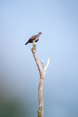 Scaled Pigeon photographed in Linhares, Espirito Santo. Southeast of Brazil. Atlantic Forest Biome. Picture made in 2013.