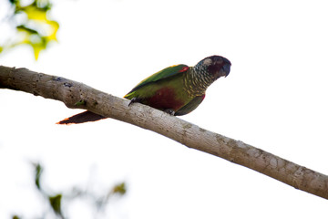 Maroon faced Parakeet photographed in Linhares, Espirito Santo. Southeast of Brazil. Atlantic Forest Biome. Picture made in 2013.