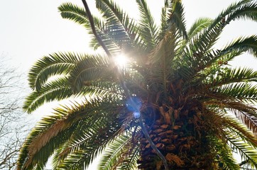 palm tree and blue sky