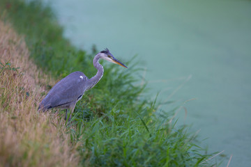 Grey heron, Ardea cinerea
