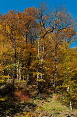 Obraz premium autumn forest on a slope in the Caucasus with bright yellow and orange falling leaves and a small house-feeder for birds and small animals
