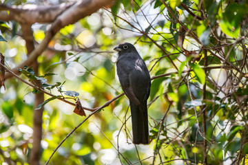 White tailed Trogon photographed in Linhares, Espirito Santo. Southeast of Brazil. Atlantic Forest Biome. Picture made in 2013.