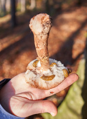 Pilze gehalten in der Hand im Wald beim Sammeln