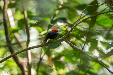 Red headed Manakin photographed in Linhares, Espirito Santo. Southeast of Brazil. Atlantic Forest Biome. Picture made in 2013.
