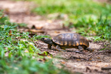 Yellow footed tortoise photographed in Linhares, Espirito Santo. Southeast of Brazil. Atlantic Forest Biome. Picture made in 2013.