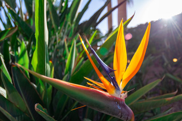 Bird of Paradise