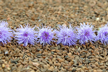 Phacelia tanacetifolia plant with purple flowers and seeds. Phacelia plant blue. Phacelia seeds as background and fresh blue flowers. Flowers Phacelia against a background of seeds close-up.