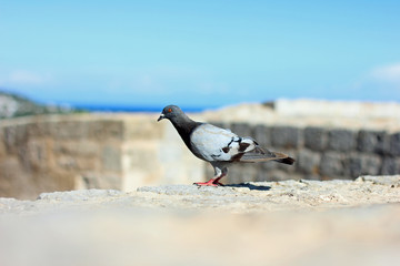 One dove standing on brick wall close up