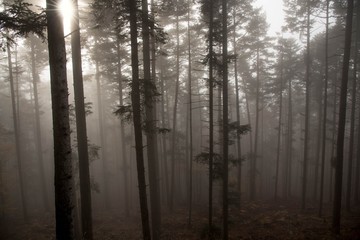 Fototapeta premium Nebelwald in den Vogesen