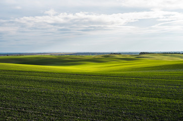 Obraz premium Field of young wheat seedlings growing in autumn. Young green wheat growing in soil. Agricultural proces. Close up on sprouting rye agriculture on a field sunny day with blue sky. Sprouts of rye.