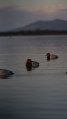 Fotografia naturalistica Toscana