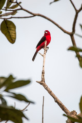 Brazilian Tanager photographed in Linhares, Espirito Santo. Southeast of Brazil. Atlantic Forest Biome. Picture made in 2013.