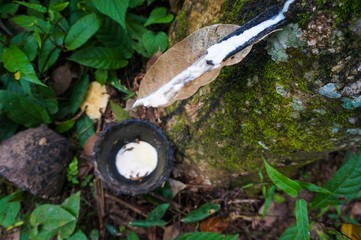 Rubber tree and a cup of rubber latex from southern of Thailand