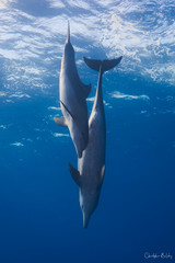 Dolphins