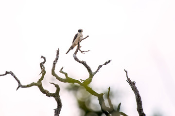 Laughing Falcon photographed in Linhares, Espirito Santo. Southeast of Brazil. Atlantic Forest Biome. Picture made in 2013.