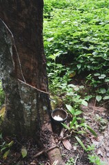 Rubber tree and a cup of rubber latex from southern of Thailand