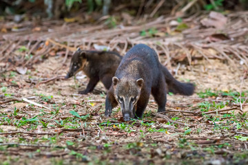 South American coati, or ring tailed coati photographed in Linhares, Espirito Santo. Southeast of Brazil. Atlantic Forest Biome. Picture made in 2013.