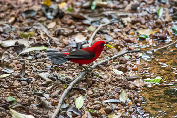 Brazilian Tanager photographed in Linhares, Espirito Santo. Southeast of Brazil. Atlantic Forest Biome. Picture made in 2013.