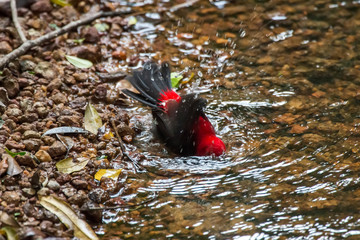 Naklejka premium Brazilian Tanager photographed in Linhares, Espirito Santo. Southeast of Brazil. Atlantic Forest Biome. Picture made in 2013.