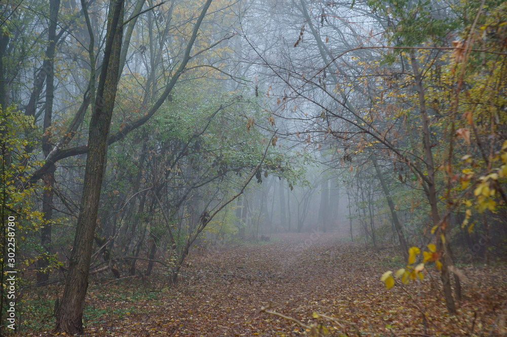 Poster autumn in the forest