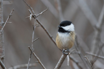 black-capped chickadee (Poecile atricapillus) in winter