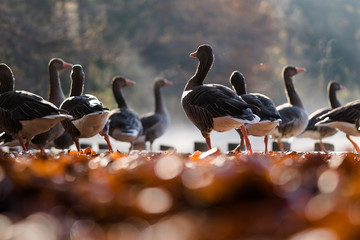 Graug&auml;nse am See mit Nebel &uuml;ber dem Wasser und rotem Laub am Ufer