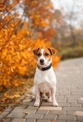 Autumn dog jack russell portrait
