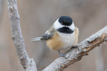 black-capped chickadee (Poecile atricapillus) in winter