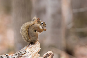 American red squirrel  in autumn
