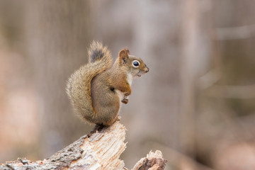American red squirrel  in autumn