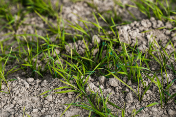 Naklejka na ściany i meble Young wheat seedlings growing on a field in autumn. Young green wheat growing in soil. Agricultural proces. Close up on sprouting rye agriculture on a field sunny day with blue sky. Sprouts of rye.