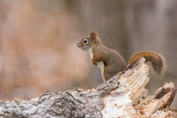 American red squirrel  in autumn