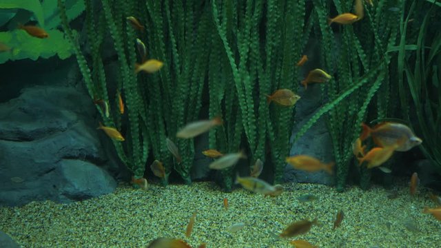 Melanotaenia boesemani. Rainbowfish. Fish in aquarium.