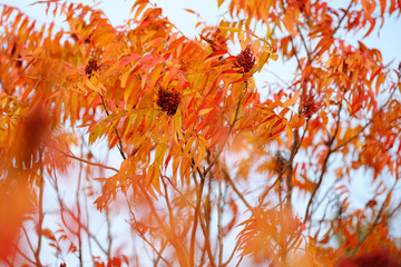 Autumn color of Mesquite tree leaves close up during fall season.